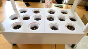 aeroponics seedlings