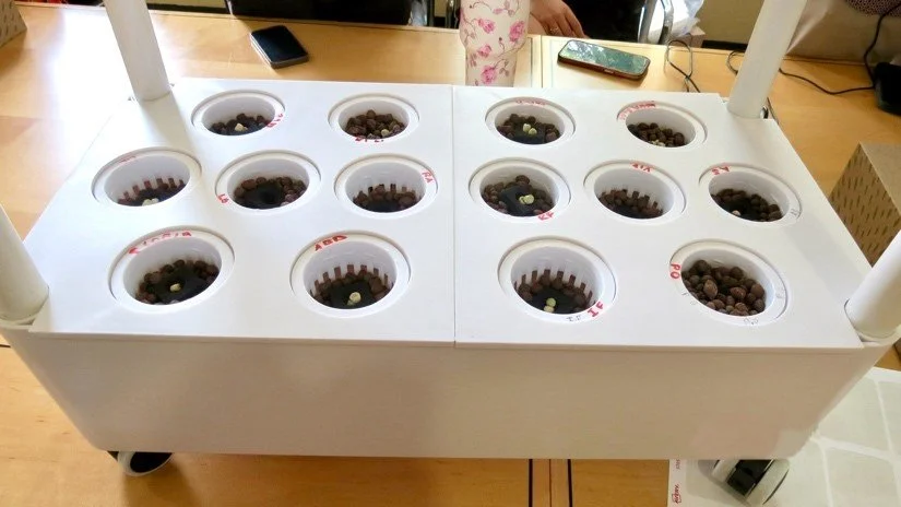 aeroponics seedlings